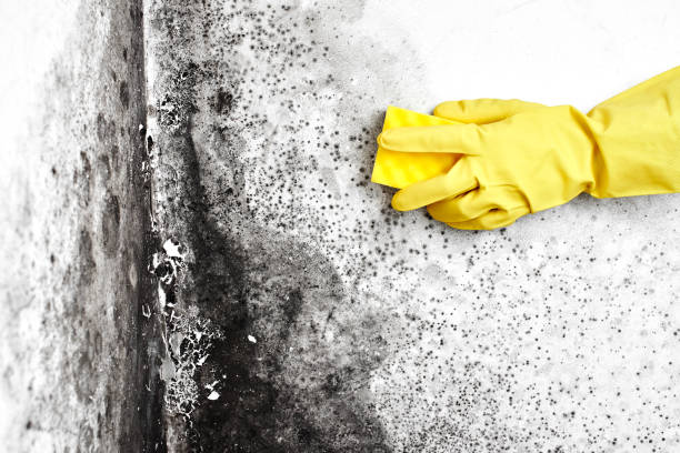 Best Toxic Mold Removal  in Ninety Six, SC