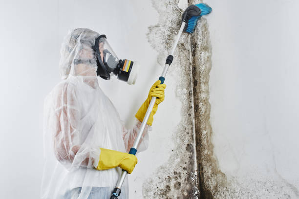 Best Certified Mold Removal  in Ninety Six, SC