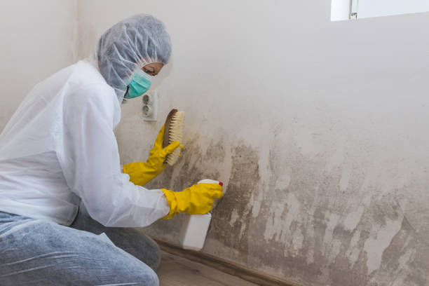 Mold Removal Process in Ninety Six, SC